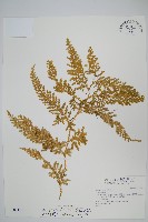 全緣卷柏藏品圖，第1張