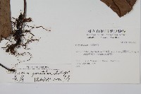 星蕨藏品圖，第2張