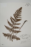愛德氏肋毛蕨藏品圖，第1張