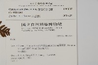 愛德氏肋毛蕨藏品圖，第2張