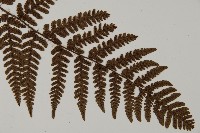 愛德氏肋毛蕨藏品圖，第3張