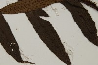 翅柄三叉蕨藏品圖，第4張