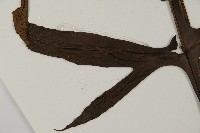 翅柄三叉蕨藏品圖，第5張