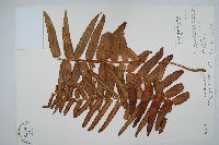 長葉腎蕨藏品圖，第1張