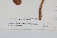 長葉腎蕨藏品圖，第2張