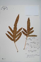 海岸星蕨藏品圖，第1張