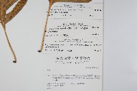 海岸星蕨藏品圖，第2張
