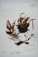 抱樹石葦藏品圖，第1張