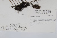 抱樹石葦藏品圖，第2張