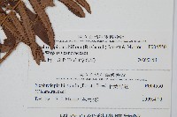 毛葉腎蕨藏品圖，第1張