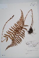 黑鱗耳蕨藏品圖，第1張