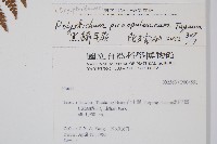 黑鱗耳蕨藏品圖，第2張