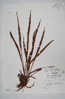 書帶蕨藏品圖，第1張