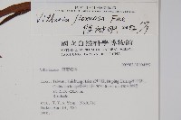 書帶蕨藏品圖，第2張