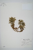 長柄千層塔藏品圖，第1張