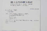 長柄千層塔藏品圖，第2張