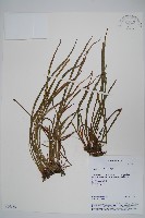 姬書帶蕨藏品圖，第1張