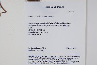 姬書帶蕨藏品圖，第2張