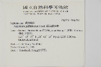 劍葉鐵角蕨、箭葉鐵角蕨藏品圖，第2張