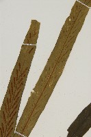 劍葉鐵角蕨、箭葉鐵角蕨藏品圖，第3張