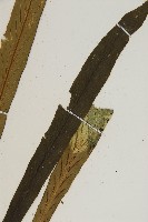 劍葉鐵角蕨、箭葉鐵角蕨藏品圖，第4張