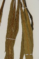 劍葉鐵角蕨、箭葉鐵角蕨藏品圖，第5張