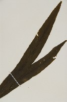 劍葉鐵角蕨、箭葉鐵角蕨藏品圖，第3張