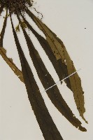 劍葉鐵角蕨、箭葉鐵角蕨藏品圖，第4張