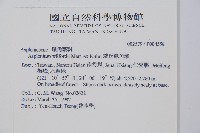 威氏鐵角蕨藏品圖，第2張