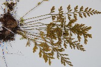 威氏鐵角蕨藏品圖，第3張