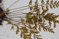 威氏鐵角蕨藏品圖，第4張