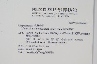 波氏星蕨藏品圖，第1張