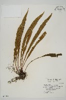 劍葉鐵角蕨、箭葉鐵角蕨藏品圖，第1張