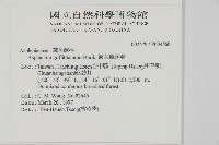 劍葉鐵角蕨、箭葉鐵角蕨藏品圖，第2張