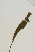 劍葉鐵角蕨、箭葉鐵角蕨藏品圖，第3張