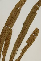 劍葉鐵角蕨、箭葉鐵角蕨藏品圖，第4張