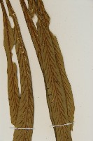 劍葉鐵角蕨、箭葉鐵角蕨藏品圖，第5張