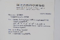 書帶蕨藏品圖，第2張