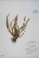 鐵角蕨藏品圖，第1張