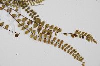 鐵角蕨藏品圖，第3張