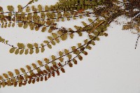 鐵角蕨藏品圖，第5張