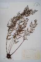 威氏鐵角蕨藏品圖，第1張