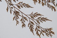 威氏鐵角蕨藏品圖，第3張