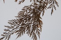 威氏鐵角蕨藏品圖，第4張