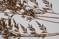 威氏鐵角蕨藏品圖，第5張