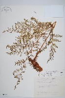 台灣小膜蓋蕨藏品圖，第1張