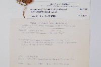 台灣小膜蓋蕨藏品圖，第2張