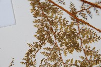 台灣小膜蓋蕨藏品圖，第3張