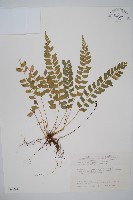 知本耳蕨藏品圖，第1張