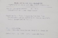 知本耳蕨藏品圖，第2張